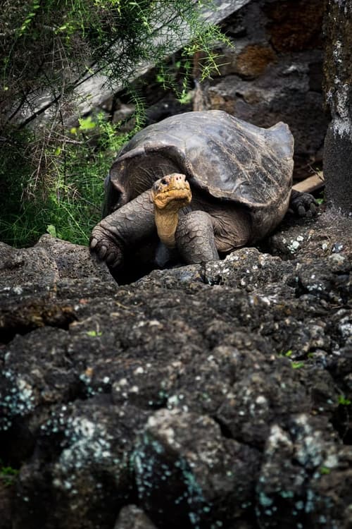 Galapagos Entdeckung: 6 Tage Magie (Inkl. Quito-Transfers)