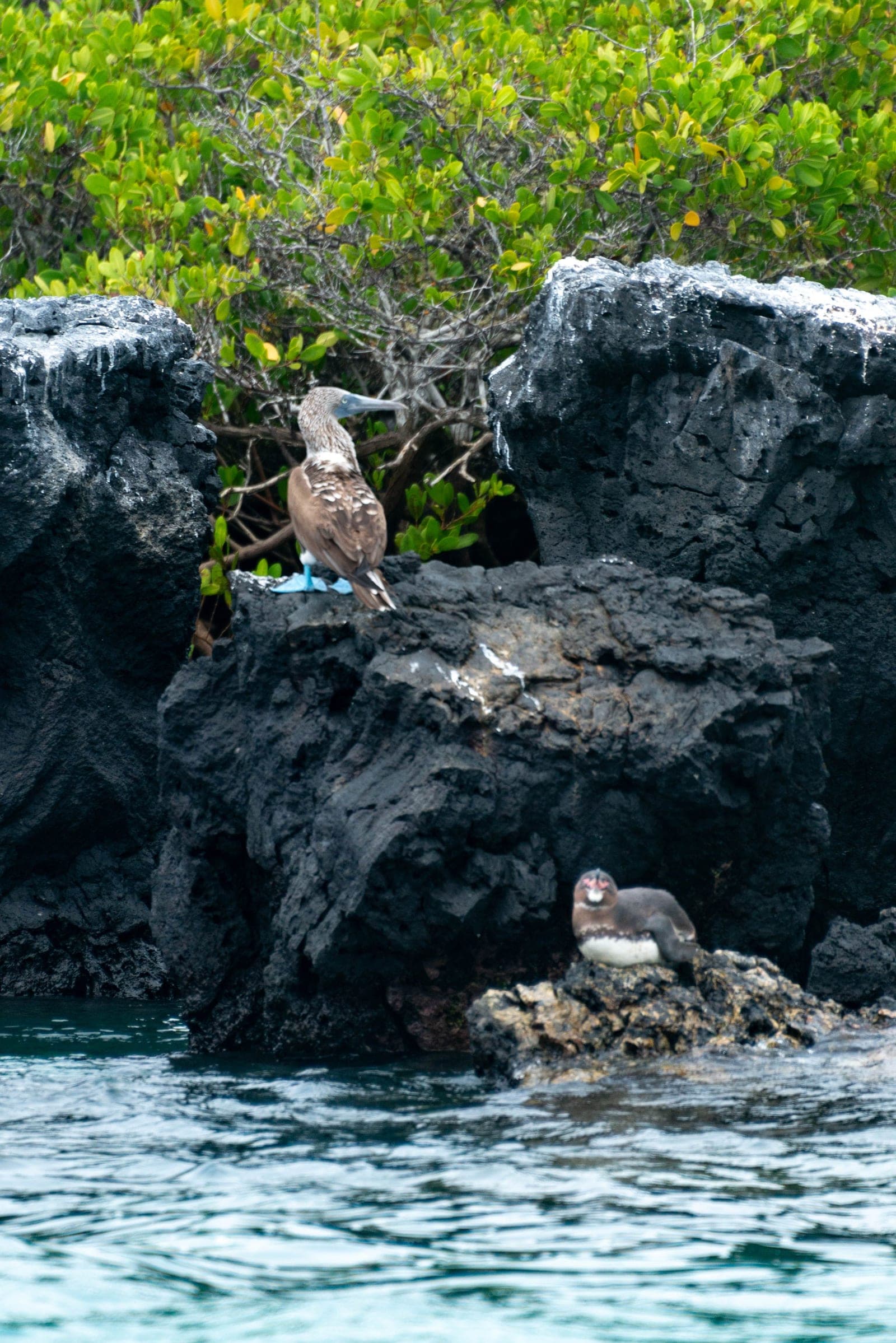 6-DAY GALÁPAGOS ISLANDS TOUR ITINERARY