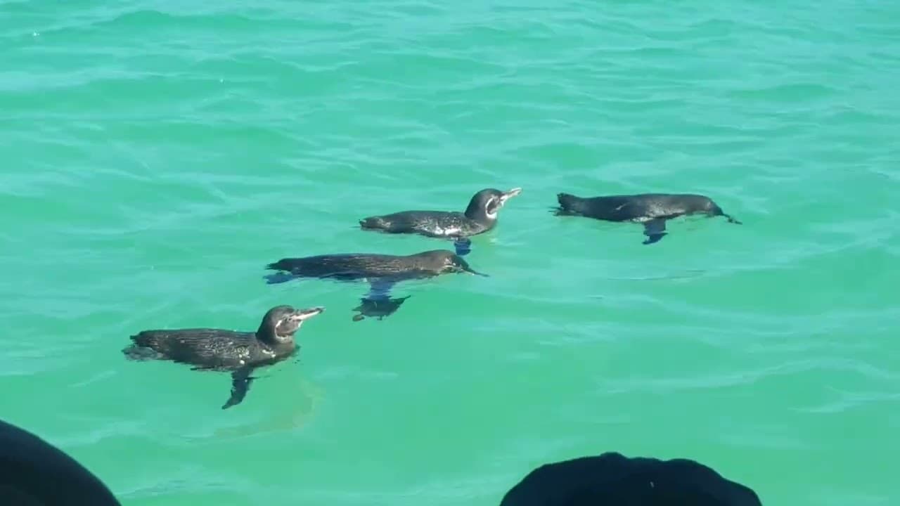 Birdwatching Paradise: Exploring Galapagos Birds