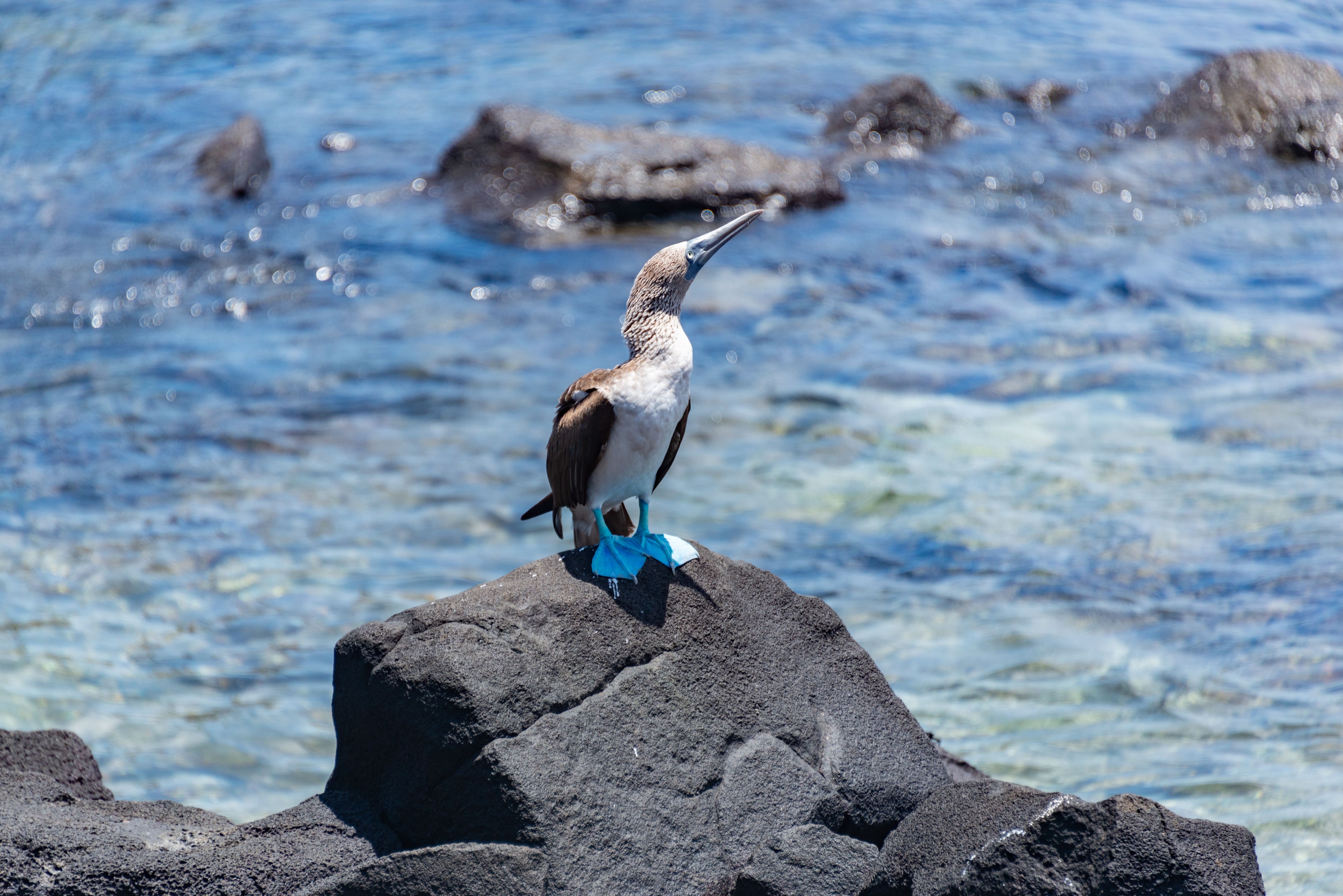 Galápagos Islands