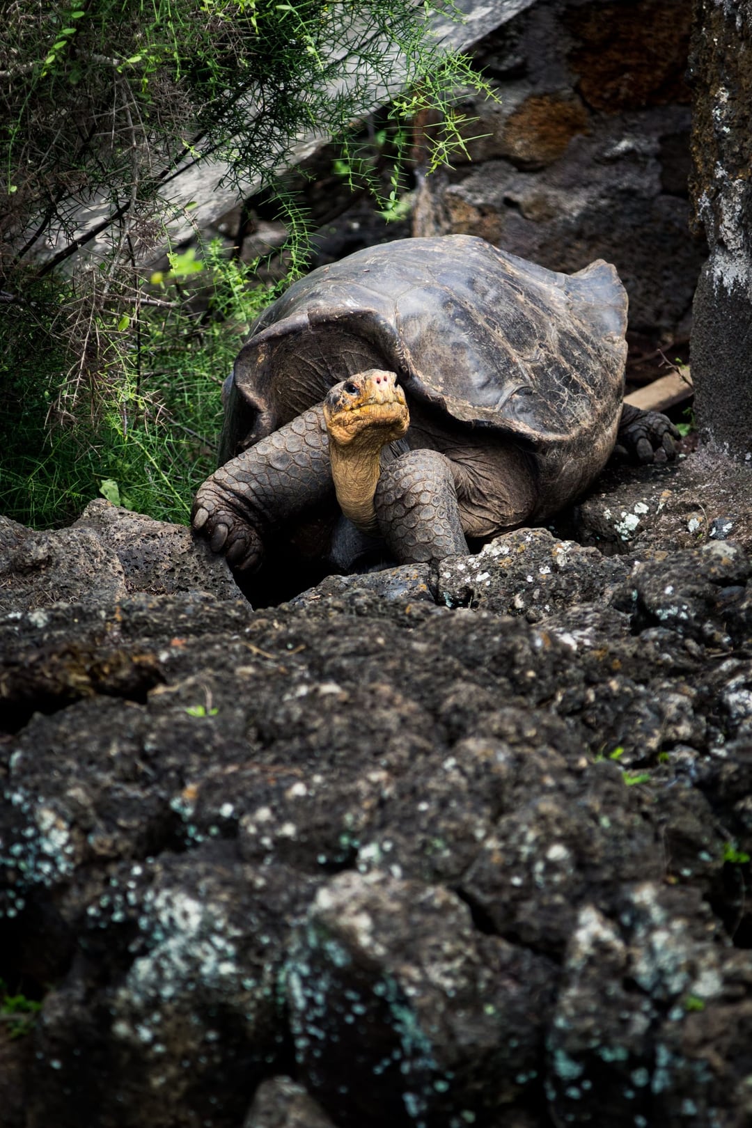 Galapagos - Santa Cruz