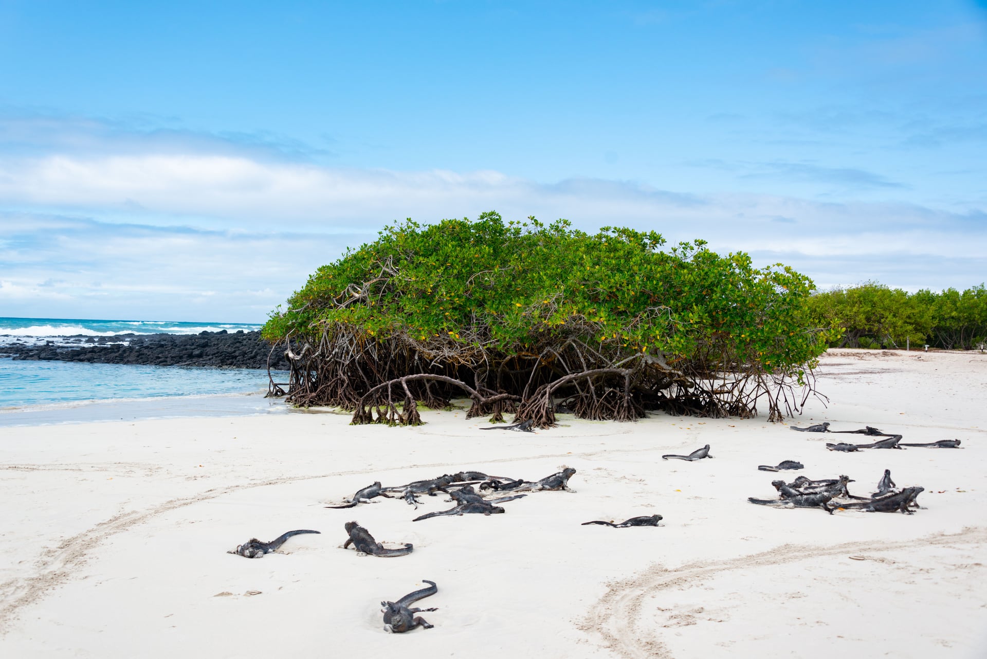 ISLAS GALÁPAGOS – ITINERARIO DE 6 DÍAS - Photo 4