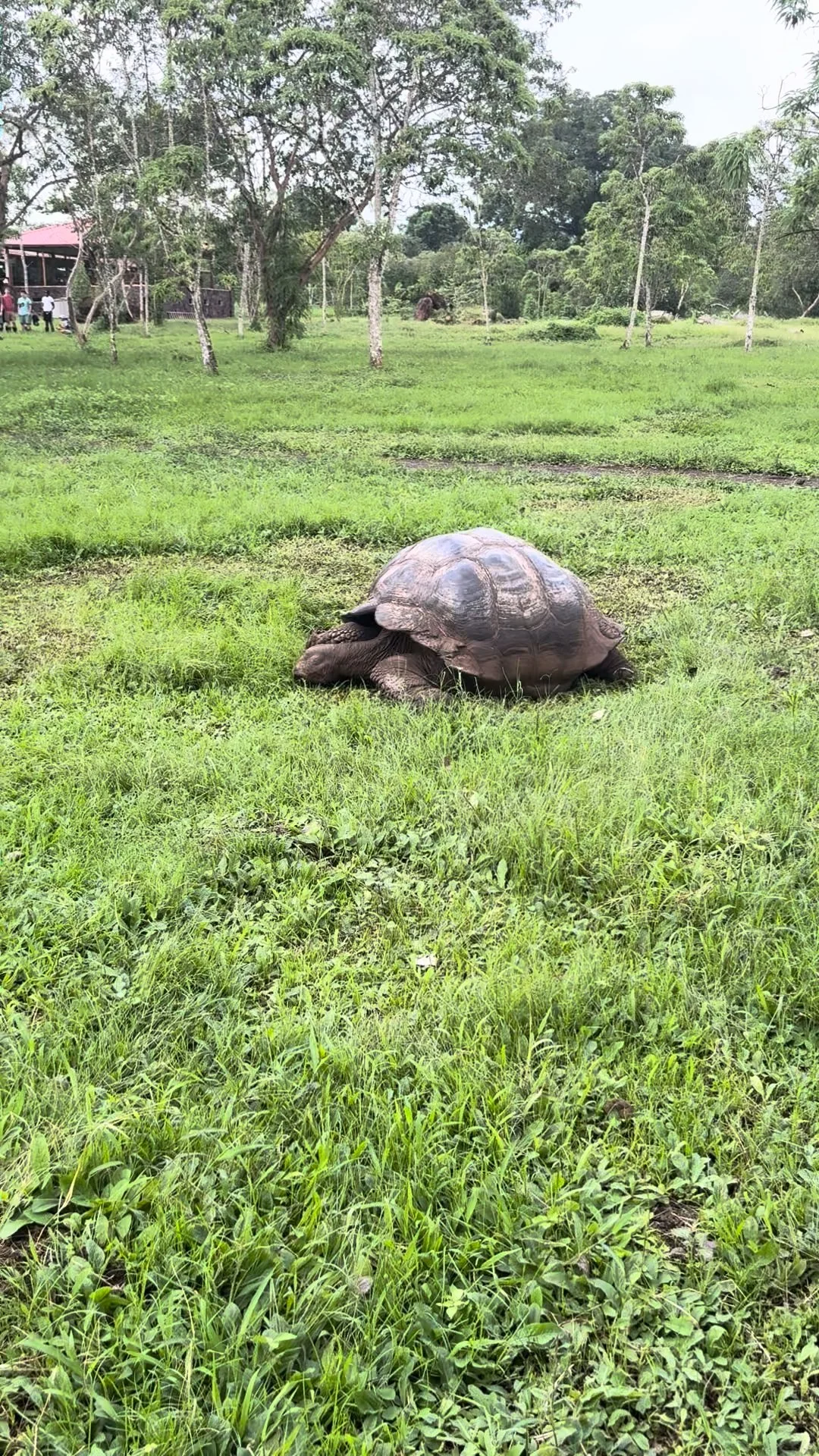 Wild giant tortoise grazing in the Santa Cruz highlands