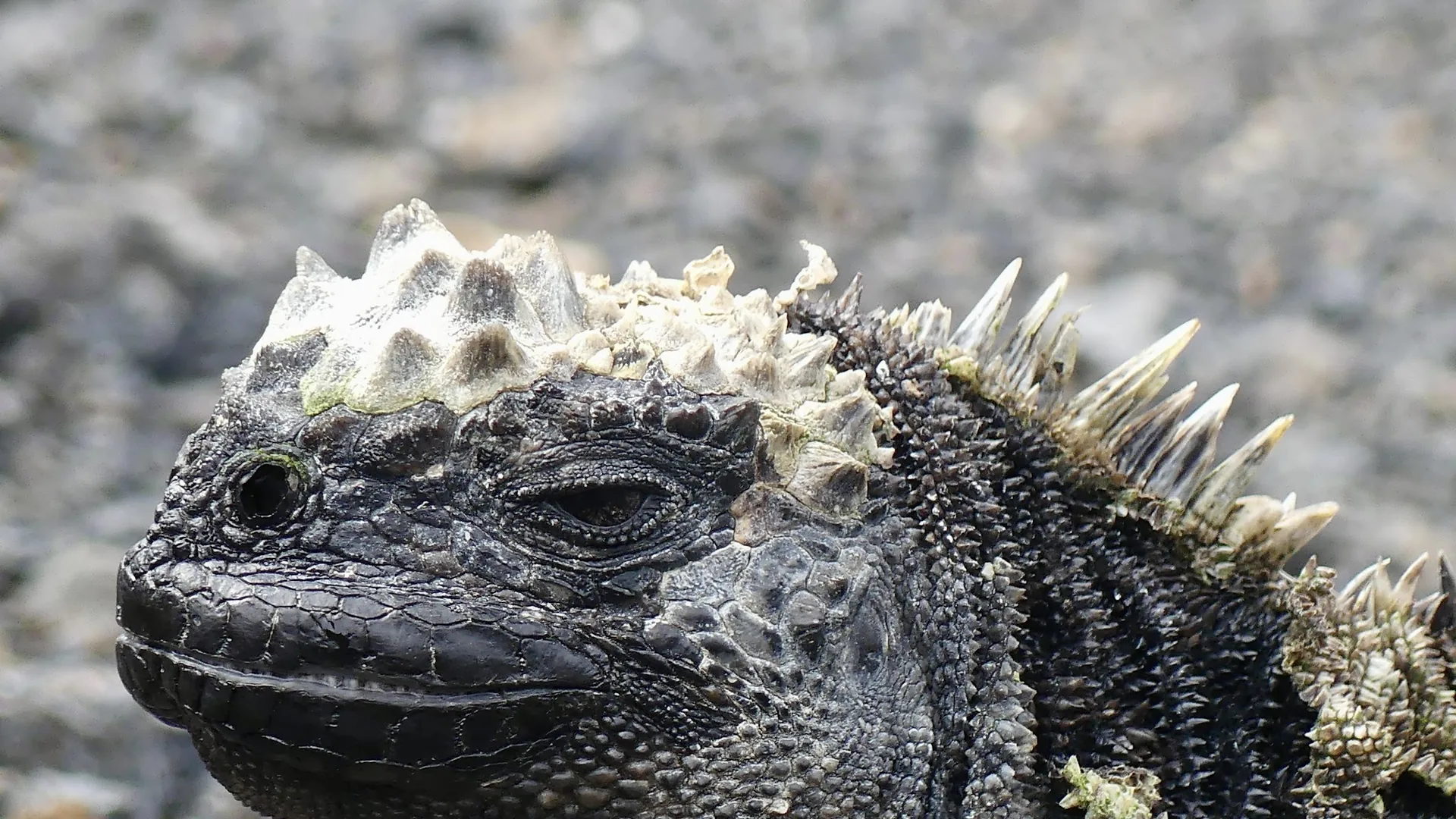 Expédition Galápagos: 7 Jours d'Aventure (Transferts UIO Inclus)