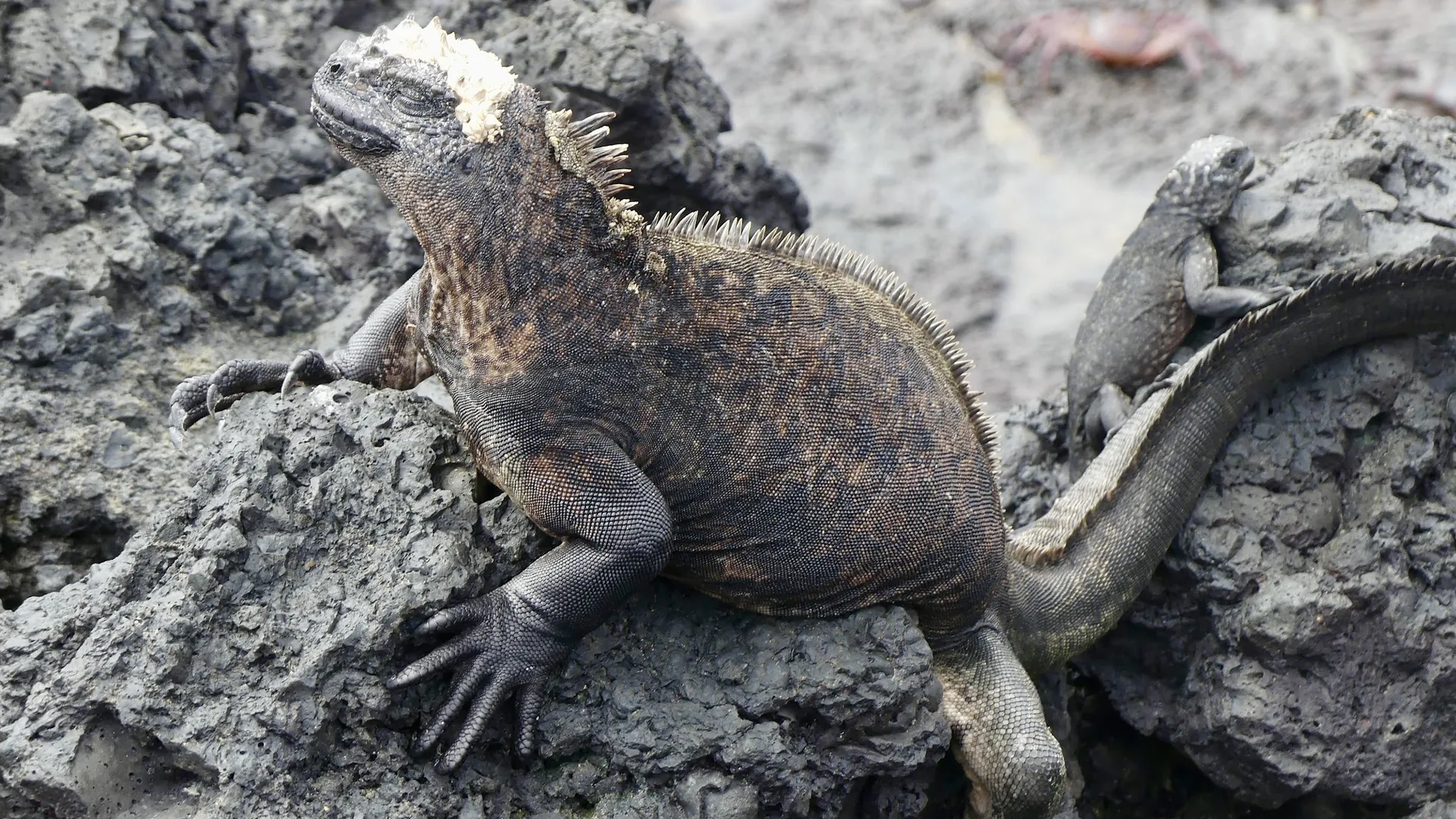 Punta Espinosa à Fernandina: La Plus Grande Colonie d'Iguanes Marins au Monde