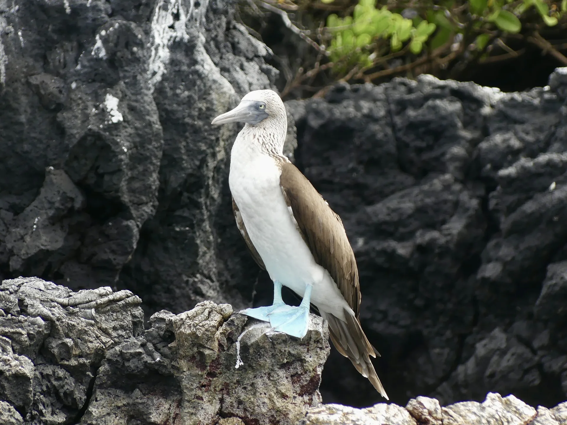 Grande Odyssée aux Galápagos: 8 Jours et 3 Îles (Transferts UIO Inclus)