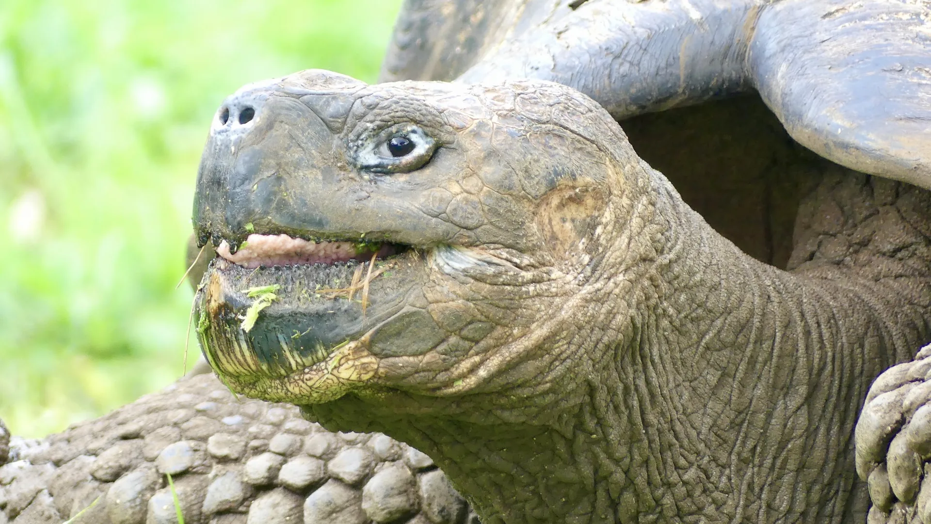 Voyage Maître: De l'Équateur Continental aux Galápagos