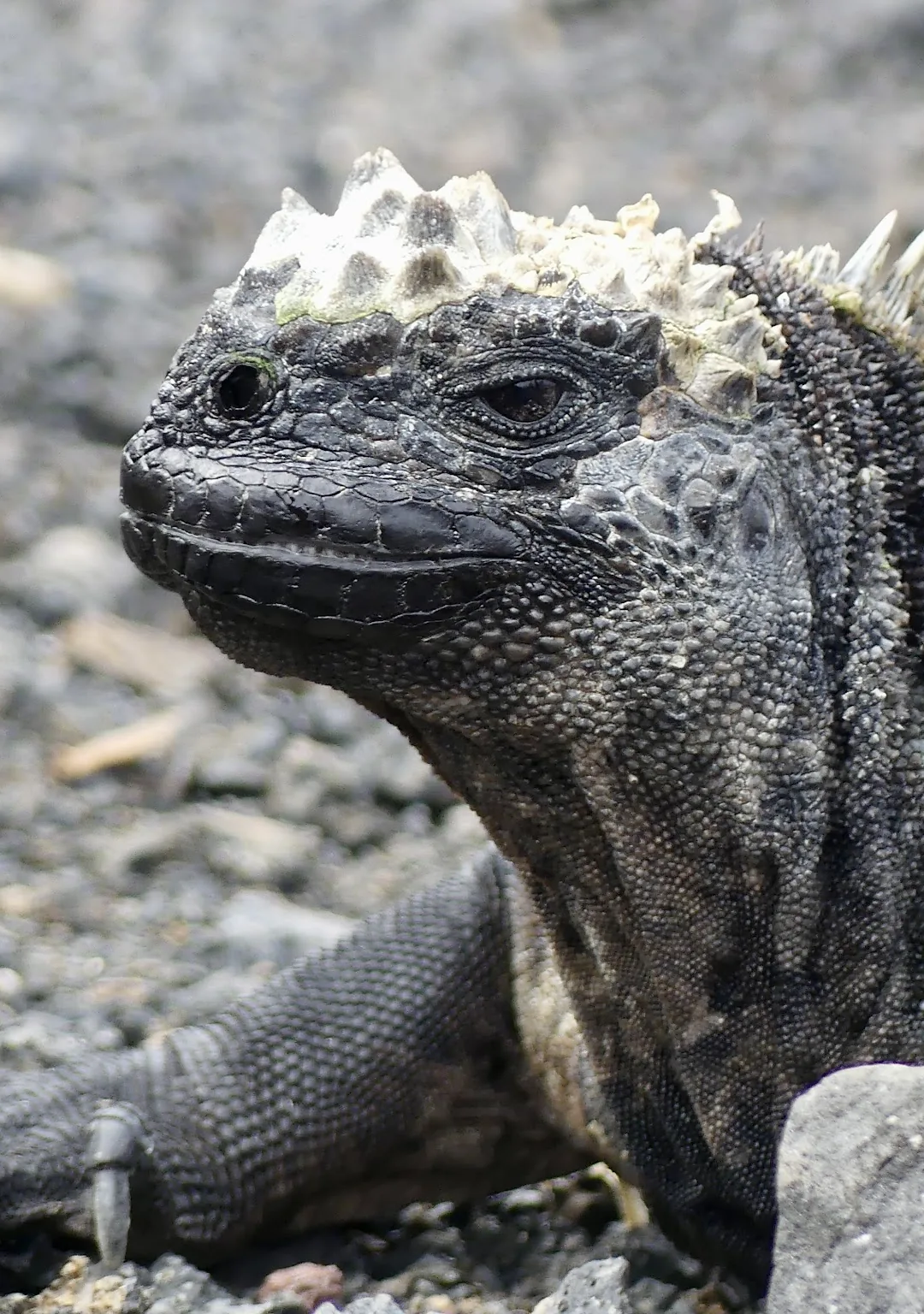 Galapagos Explorer: 7-Day Island Expedition (With Quito Transfers)