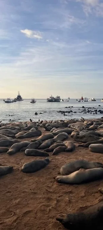 Sea lions resting at La Loberia beach, San Cristóbal
