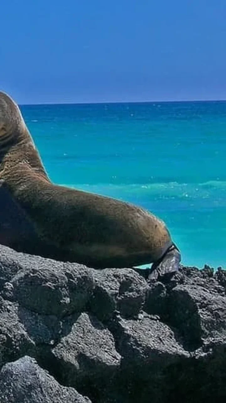 Galapagos Grand Odyssey: 8-Day 3-Island Expedition (With Quito Transfers)